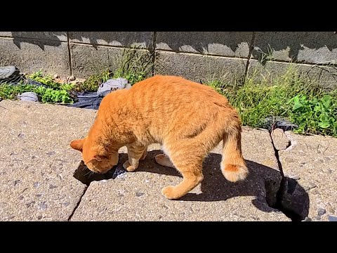 【今週のボツ動画 2025/10/4w】今週撮った未公開猫動画まとめて公開-unreleased video of this week(YouTube)