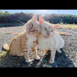 クリーム猫が人間のナデナデを独占して、茶トラ猫がキレる(YouTube)