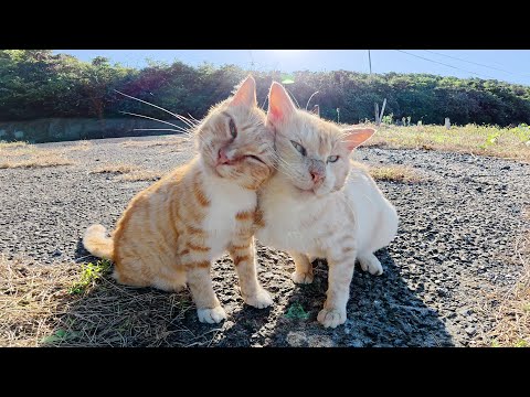クリーム猫が人間のナデナデを独占して、茶トラ猫がキレる(YouTube)