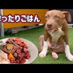 可愛すぎる!!まったり食べるピットブルの子犬(YouTube)