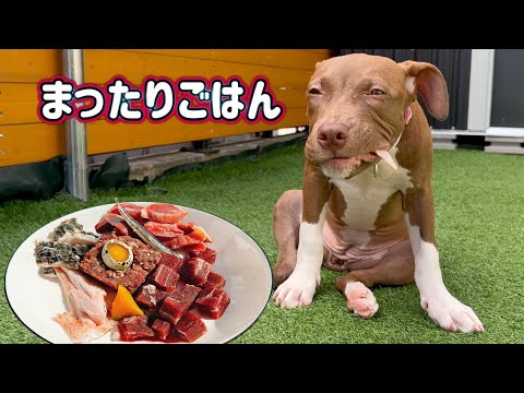 可愛すぎる!!まったり食べるピットブルの子犬(YouTube)