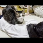 娘の背中からすべり落ちる猫を久しぶりに見れると思ったのですが(YouTube)