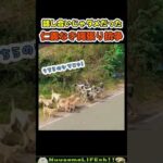 仁義なきワンワン抗争勃発😂【犬】#犬 #dog(YouTube)