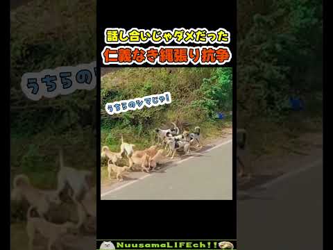 仁義なきワンワン抗争勃発😂【犬】#犬 #dog(YouTube)