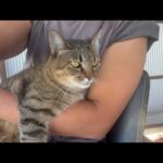 家より落ち着くらしい(YouTube)