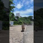 【癒し旅】猫島の港で猫の“お散歩”に同行してみたら最高だった件🐾🌊(YouTube)