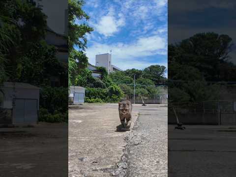 【癒し旅】猫島の港で猫の“お散歩”に同行してみたら最高だった件🐾🌊(YouTube)