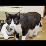 ひのき家には化け猫が複数いました(YouTube)