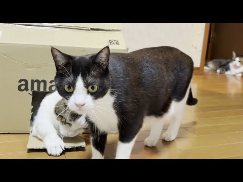 ひのき家には化け猫が複数いました(YouTube)