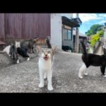 港町の路地裏で開かれる猫の集会に参加してきた🐾✨(YouTube)