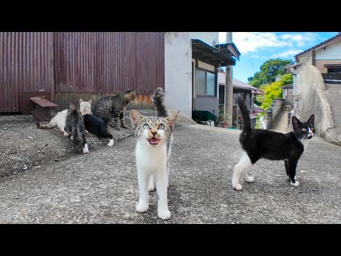 港町の路地裏で開かれる猫の集会に参加してきた🐾✨(YouTube)