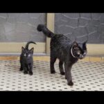 びしょ濡れの黒猫親子が軒下で雨宿りをしていた(YouTube)
