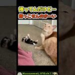抱っこせんのかーい😂【ネコ】#猫 #cat(YouTube)
