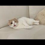 我慢できずにくしゃみしたら寝てた猫の文句が止まらなくてこうなっちゃいました…汗(YouTube)