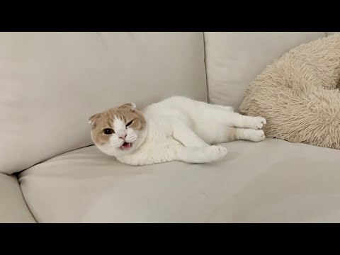 我慢できずにくしゃみしたら寝てた猫の文句が止まらなくてこうなっちゃいました…汗(YouTube)