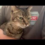 何でも良いから少し食べて欲しい(YouTube)