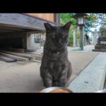 神社で出会った黒猫ちゃんにちゅーるをあげてみた🐾✨(YouTube)