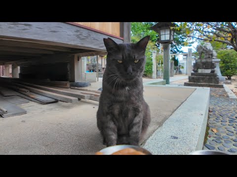 神社で出会った黒猫ちゃんにちゅーるをあげてみた🐾✨(YouTube)