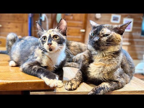 やっぱりまだ暑いです 今日まで字幕無しです(YouTube)
