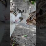 【猫バトル】山猫軍vs港猫連合、抗争勃発【猫なのに抗争がガチすぎる】(YouTube)