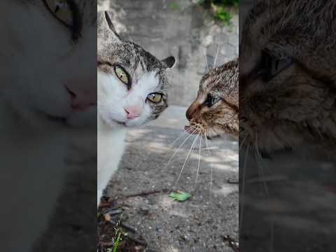 【猫バトル】山猫軍vs港猫連合、抗争勃発【猫なのに抗争がガチすぎる】(YouTube)