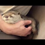 変な所で寝始めたお腹プニプニのカワウソ A fluffy-bellied otter started sleeping in a strange place(YouTube)