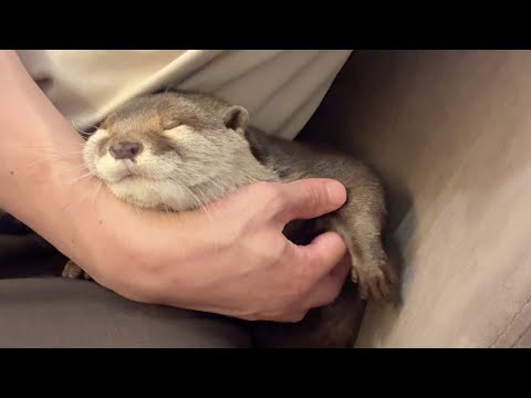 変な所で寝始めたお腹プニプニのカワウソ A fluffy-bellied otter started sleeping in a strange place(YouTube)