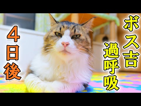 ボス吉過呼吸問題4日後の様子と、差し迫ったもう一つの大きな問題について(YouTube)