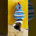 自主練の成果でムッキムキだじょ💪 #cats(YouTube)