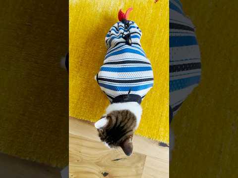 自主練の成果でムッキムキだじょ💪 #cats(YouTube)