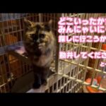 みんにゃどこいったかちら？ アタチ探しに行くニャ  勘弁してください  と～さん   2025 10 10 1(YouTube)