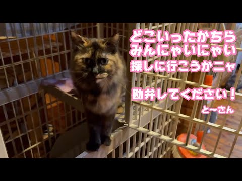 みんにゃどこいったかちら？ アタチ探しに行くニャ  勘弁してください  と～さん   2025 10 10 1(YouTube)