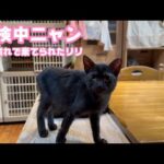 探検してるニャ  みんにゃ優しいニャン  ベタ慣れで棄てられたリリ   2025.10.16-2(YouTube)