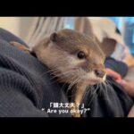 飼い主に枕にされるカワウソと、子供に枕にされる子猫 An otter used as a pillow by me, and a kitten used as a pillow by a child(YouTube)