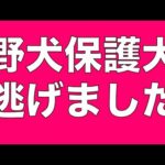 【緊急ライブ】野犬保護犬が散歩中に逃走　拡散と情報お願いします　15時より配信(YouTube)