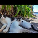 港の道路脇で見つけた猫の親子🐱💕 小さな命たちが寄り添う癒しの瞬間(YouTube)