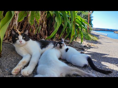 港の道路脇で見つけた猫の親子🐱💕 小さな命たちが寄り添う癒しの瞬間(YouTube)