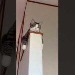 びっくりするやろ(YouTube)