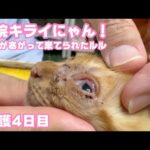 病院キライにゃん！  両眼が塞がって棄てられたルル  保護4日目   2025 10 19 2(YouTube)