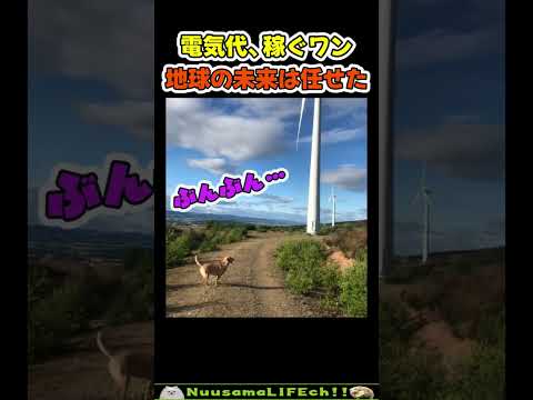 家庭の電気をまかなってくれる犬😂【犬】#犬 #dog(YouTube)