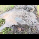 トトロ猫と目が合うと「モフって、モフって！」とお腹を見せてきた(YouTube)