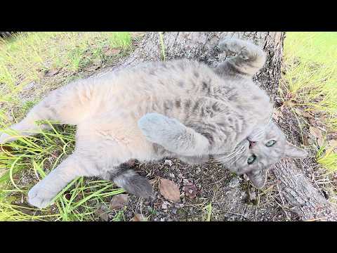 トトロ猫と目が合うと「モフって、モフって！」とお腹を見せてきた(YouTube)
