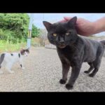 強面の黒猫ボスをモフっていたら、可愛い子猫が近づいて来て・・・(YouTube)