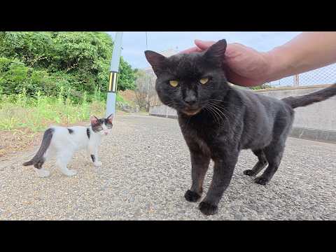 強面の黒猫ボスをモフっていたら、可愛い子猫が近づいて来て・・・(YouTube)