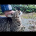 森林公園を散歩中、人懐っこい猫と出会った(YouTube)