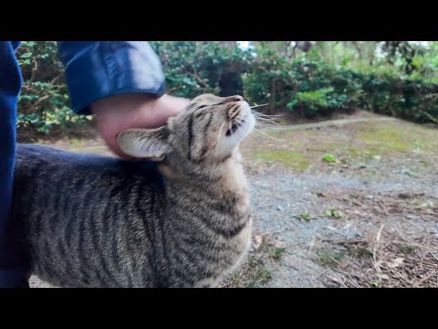 森林公園を散歩中、人懐っこい猫と出会った(YouTube)