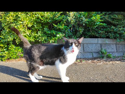 海岸通りで出会った猫ちゃんが激しくナデナデを要求してきた(YouTube)
