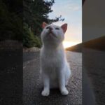激しい夕立の後に海辺の公園に行くとよく喋る猫ちゃんと出会った(YouTube)