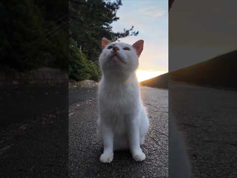 激しい夕立の後に海辺の公園に行くとよく喋る猫ちゃんと出会った(YouTube)