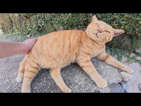 島の神社の入り口で太った茶トラ猫と黒猫がお出迎えしてくれた(YouTube)